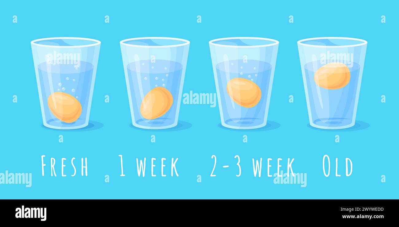 Test de fraîcheur des œufs. Tester des oeufs de poule frais flottant dans un verre d'eau, science physique expérience de flottabilité infographie cuisine nourriture bonne mauvaise nutrition, illustration vectorielle soignée de l'oeuf d'essai frais Illustration de Vecteur