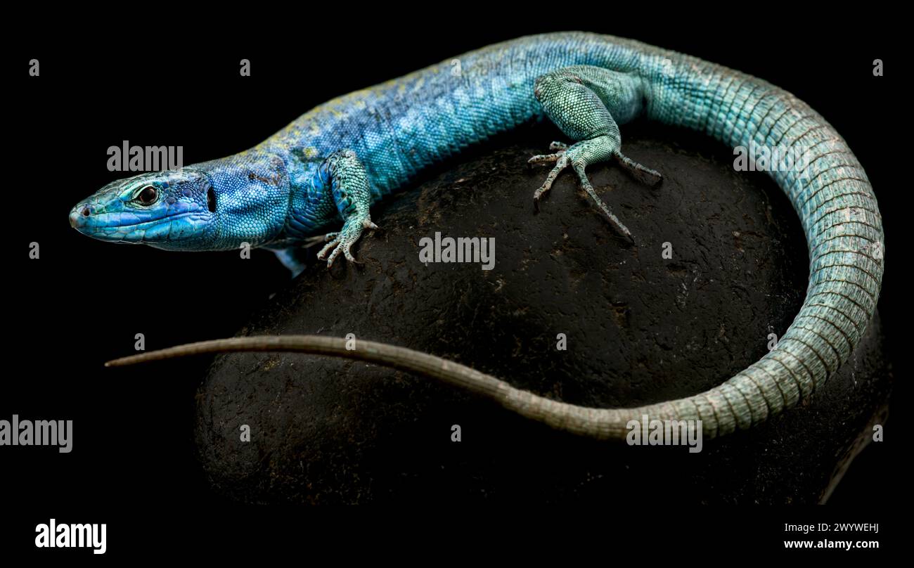 Lézard italien (Podarcis sculls klemmeri) femelle Banque D'Images