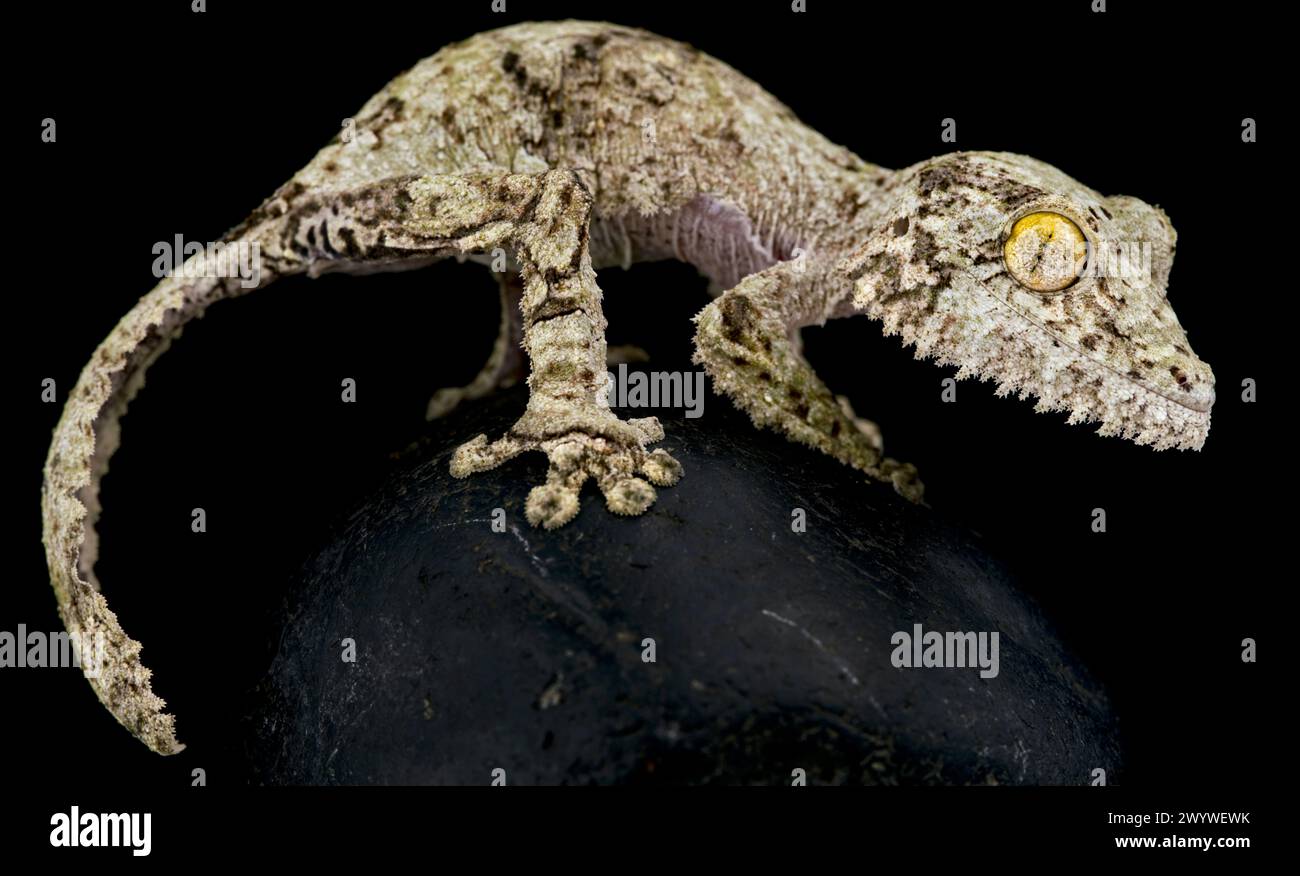 Gecko à queue de feuille moussue (Uroplatus sikorae) Banque D'Images