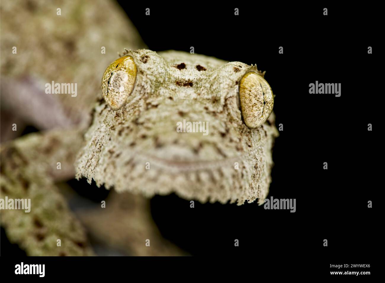 Gecko à queue de feuille moussue (Uroplatus sikorae) Banque D'Images