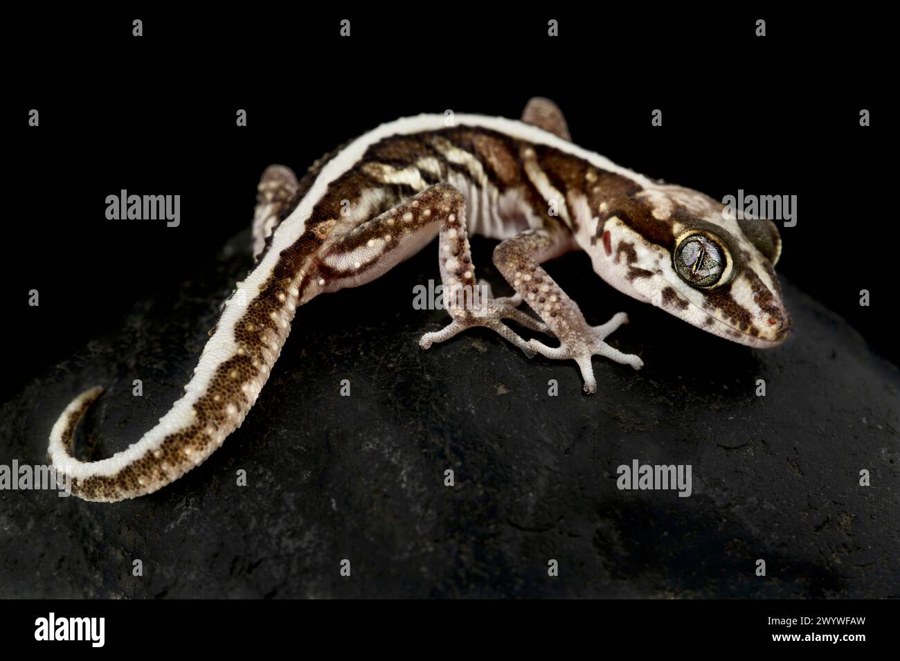 Ocelot gecko (Paroedura picta) Banque D'Images