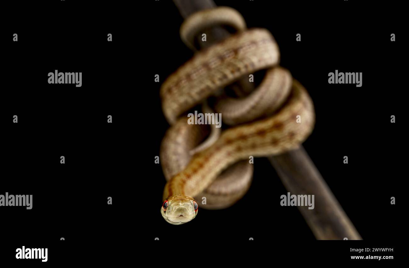 L'Italien Aesculapian Snake (Zamenis lineatus) Banque D'Images