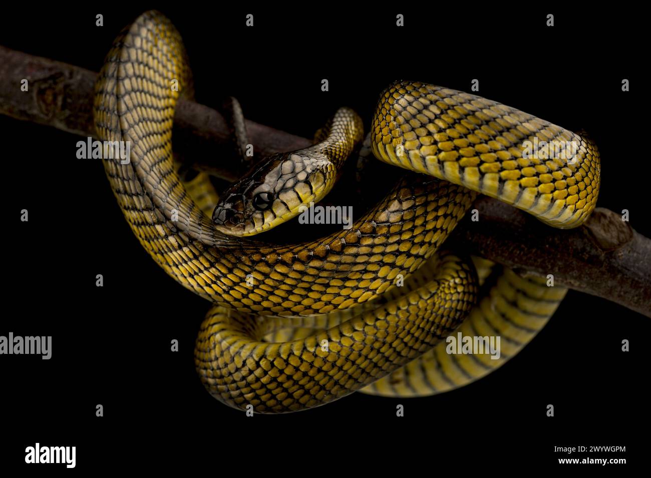 Serpent chat Tanahjampea (Boiga tanahjampeana) Banque D'Images