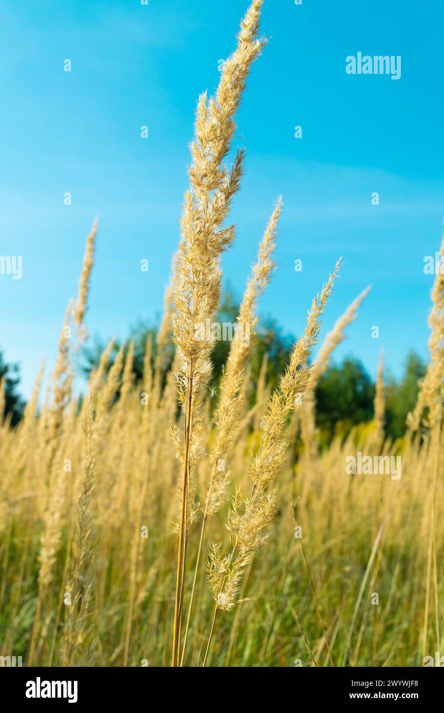 Herbe sèche jaune dans le champ. Calamagrostis epigejos, bois petit roseau, brousse. Banque D'Images