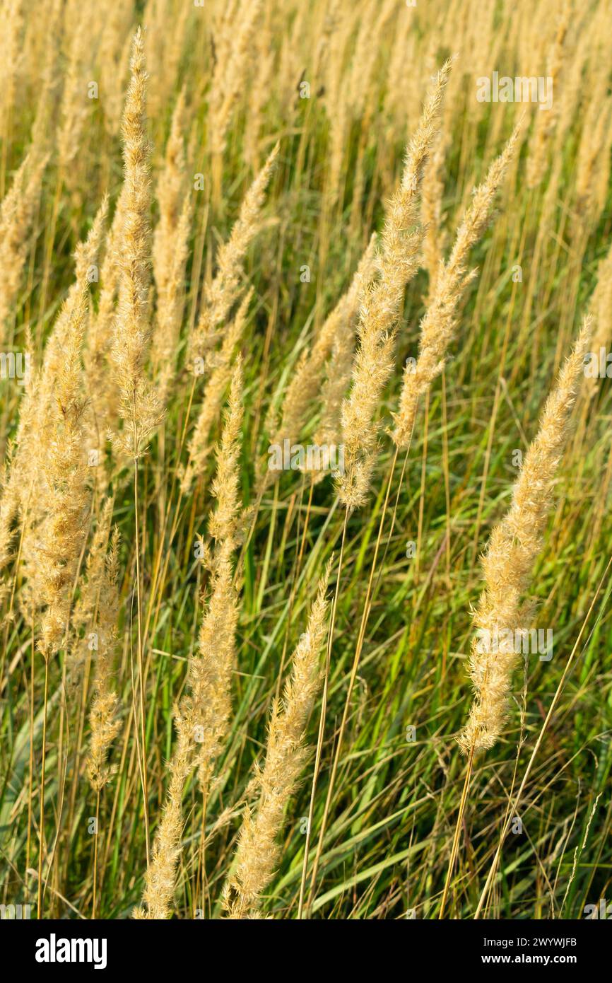 Herbe sèche jaune dans le champ. Calamagrostis epigejos, bois petit roseau, brousse. Banque D'Images