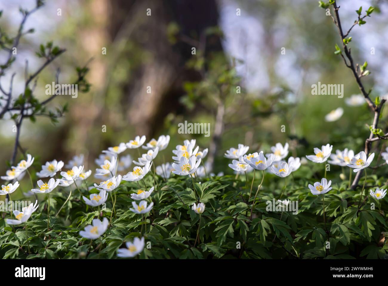 Buschwindröschen Anemonoides nemorosa. // 08.04 2024 : Bissingen an der Teck, Baden-Württemberg, Deutschland, Europa *** Anemone des bois Anemonoides nemorosa 08 04 2024 Bissingen an der Teck, Baden Württemberg, Allemagne, Europe Banque D'Images