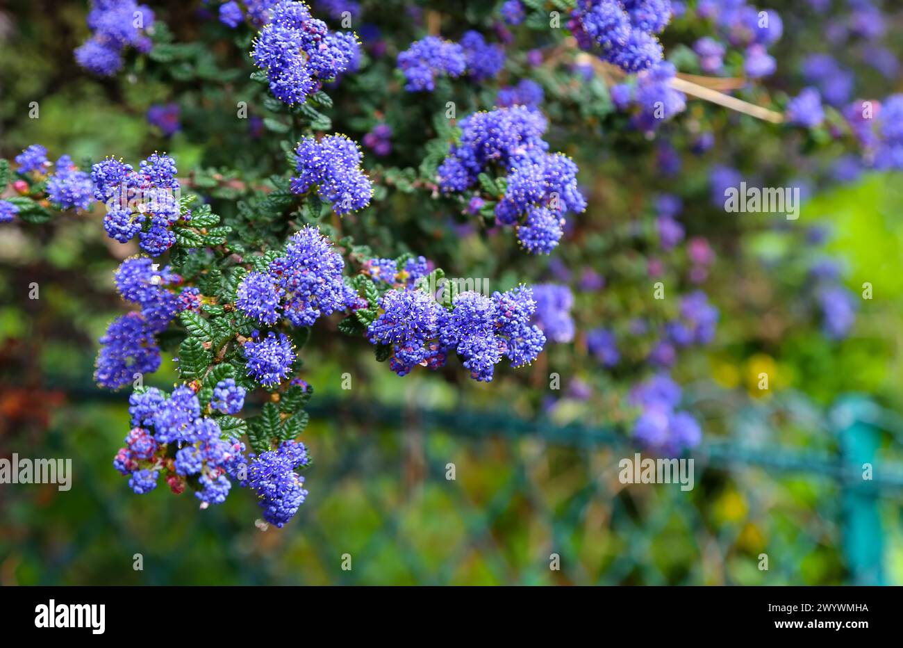 Floraison du lilas californien au printemps Banque D'Images