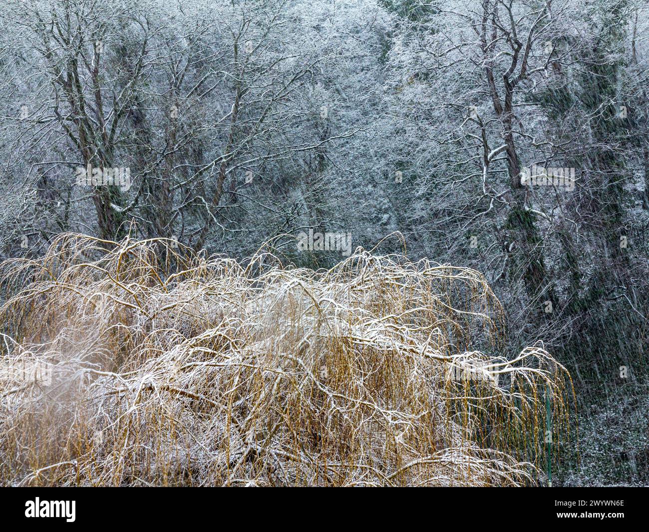 Paysage couvert de neige avec arbres à Matlock Bath dans le Derbyshire Peak District Angleterre Royaume-Uni. Banque D'Images