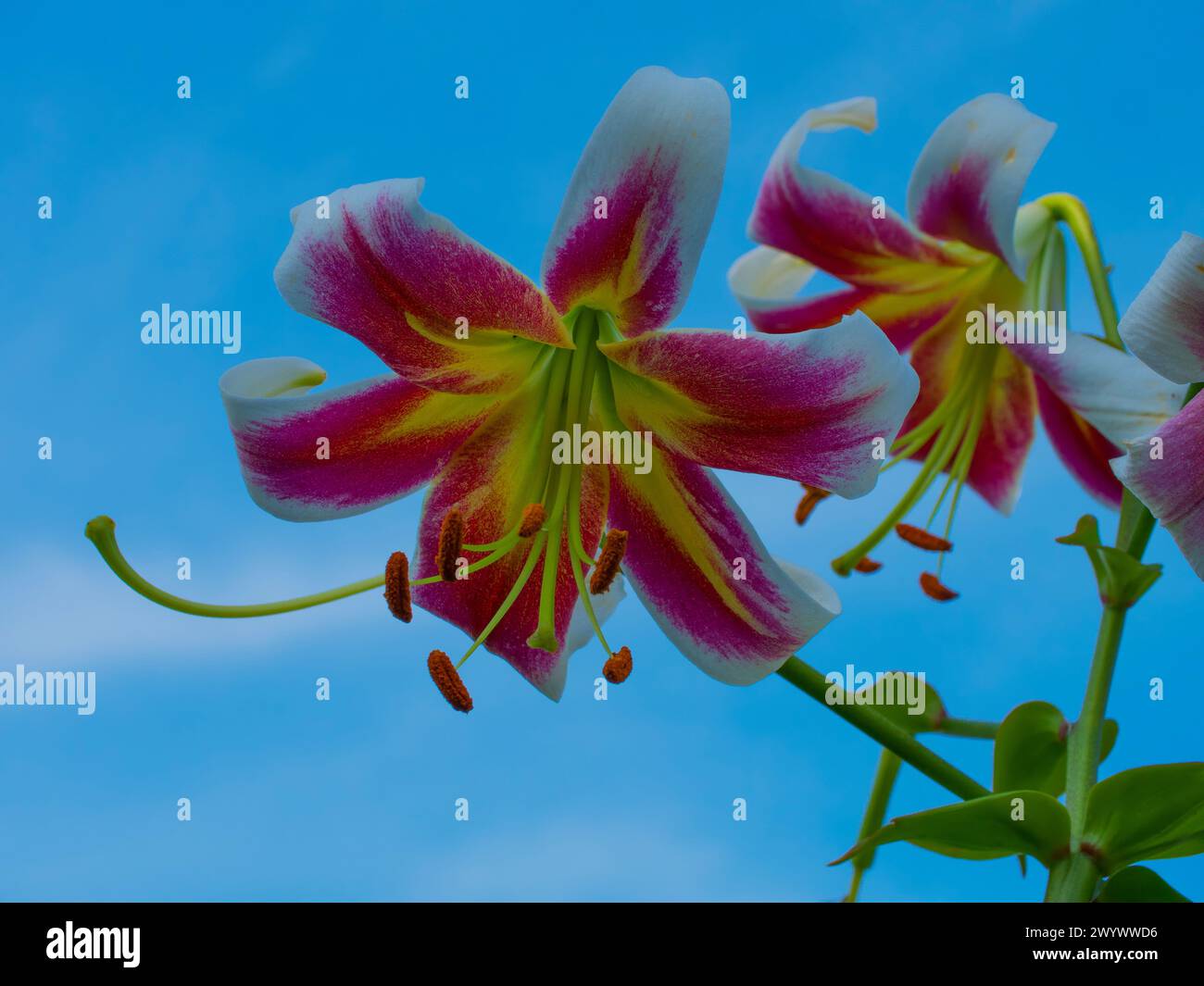 Une image vibrante capturant l'élégance de deux lis avec des pétales blancs et rose foncé, des centres jaunes et des étamines saillantes sur un ciel bleu clair; Banque D'Images