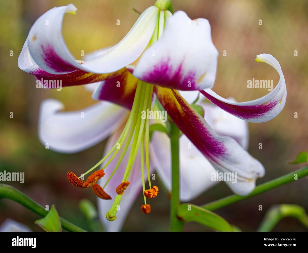 Un gros plan vibrant d'une fleur de lis en pleine floraison, mettant en valeur ses pétales blancs teintés de violet profond et de longues étamines saillantes. Idéal pour b Banque D'Images