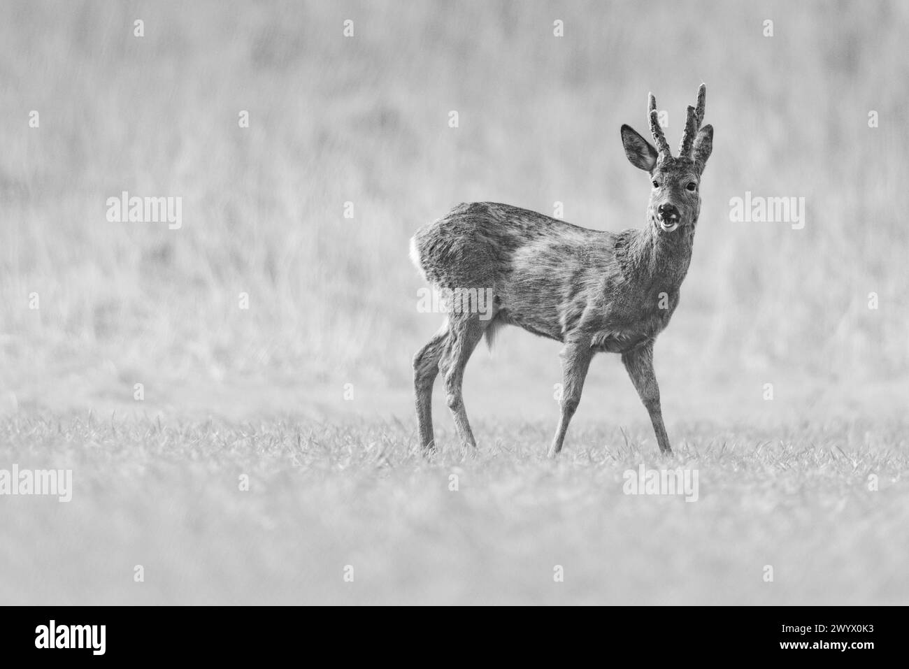 Image noir et blanc d'un Roe Deer buck dans un champ. Banque D'Images