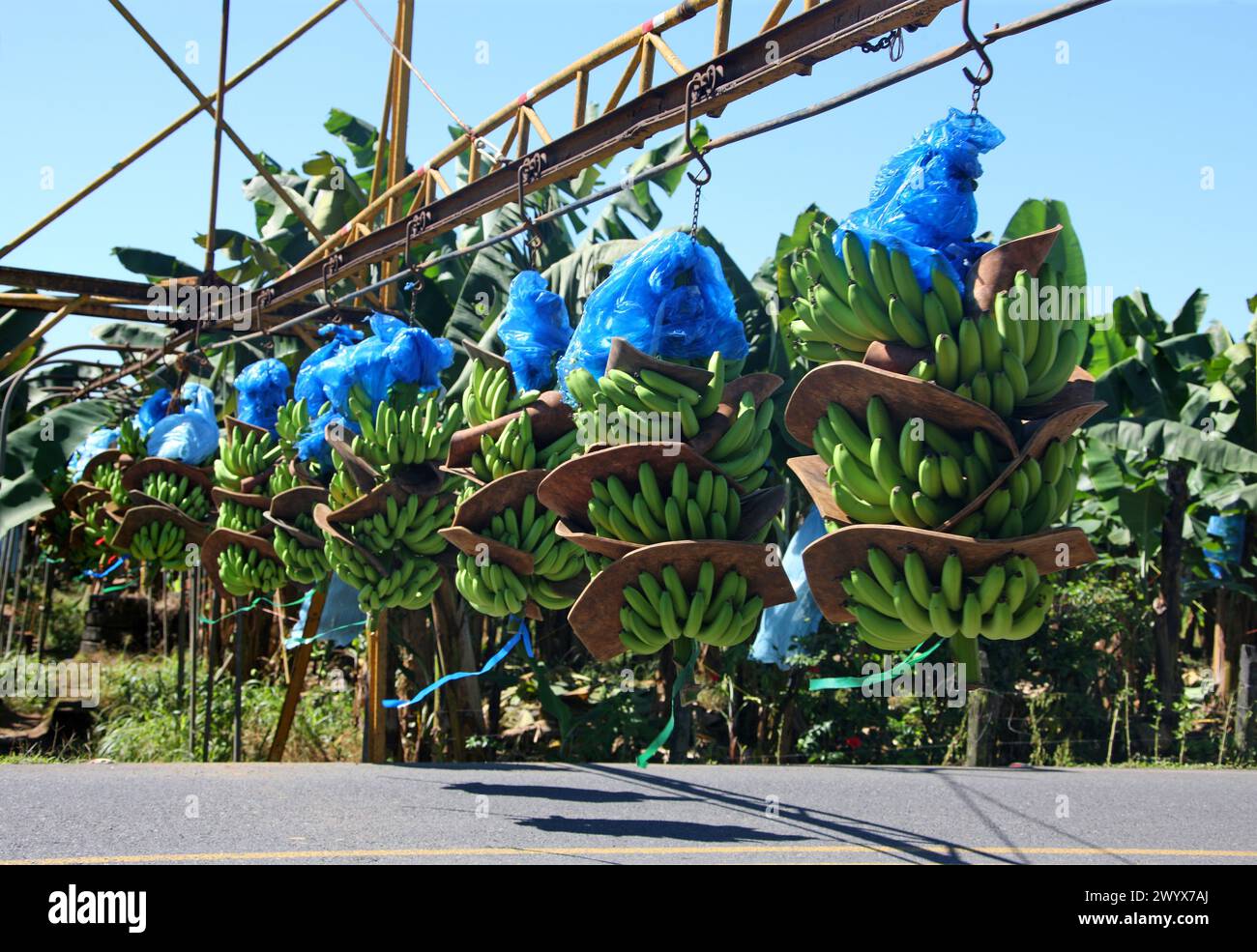 Système de transport de bananes, prenant des grappes de bananes de la plantation à l'emballage et à la transformation. Plantation de bananes, Cano Blanco, Costa Rica. Banque D'Images