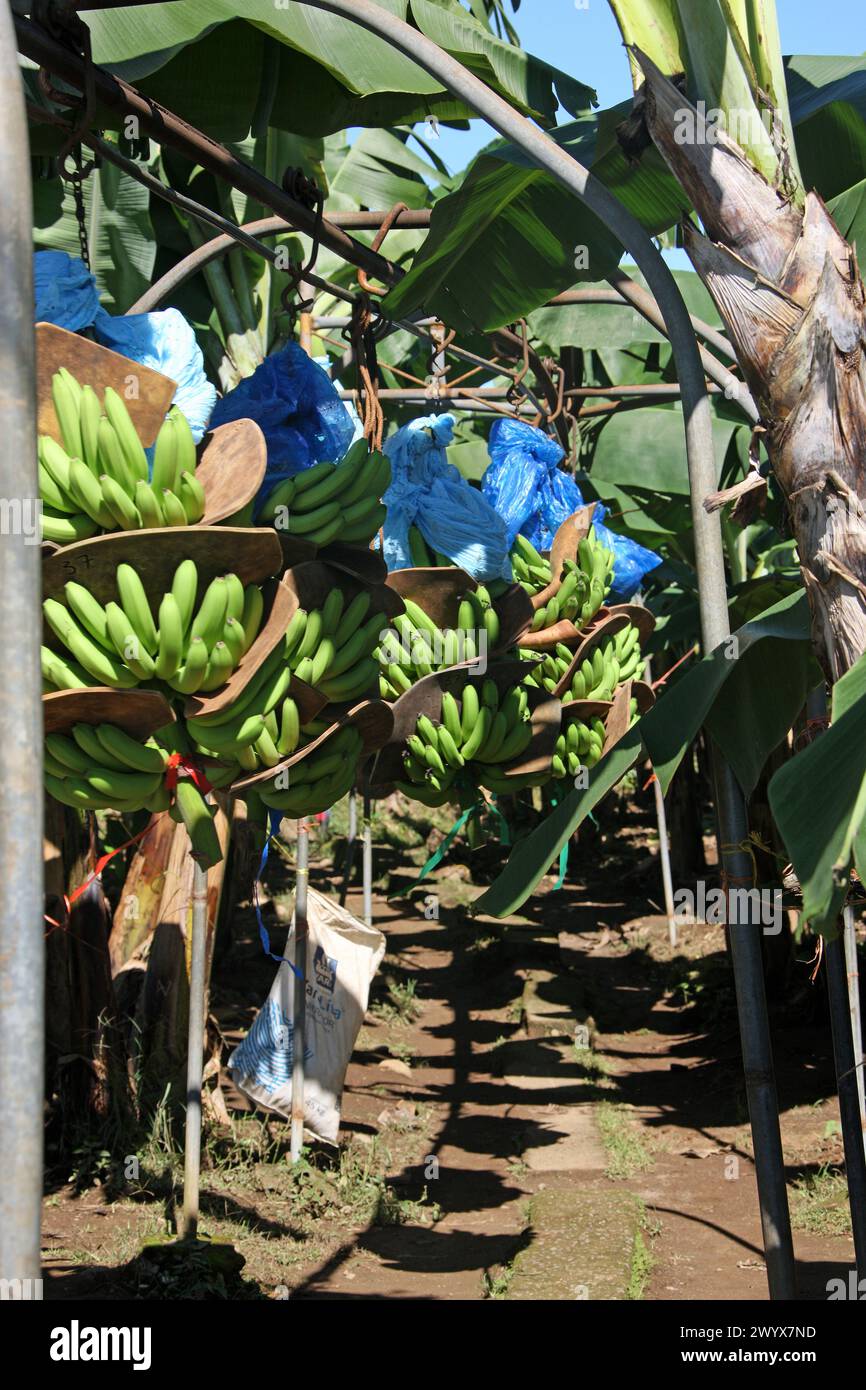 Système de transport de bananes, prenant des grappes de bananes de la plantation à l'emballage et à la transformation. Plantation de bananes, Cano Blanco, Costa Rica. Banque D'Images
