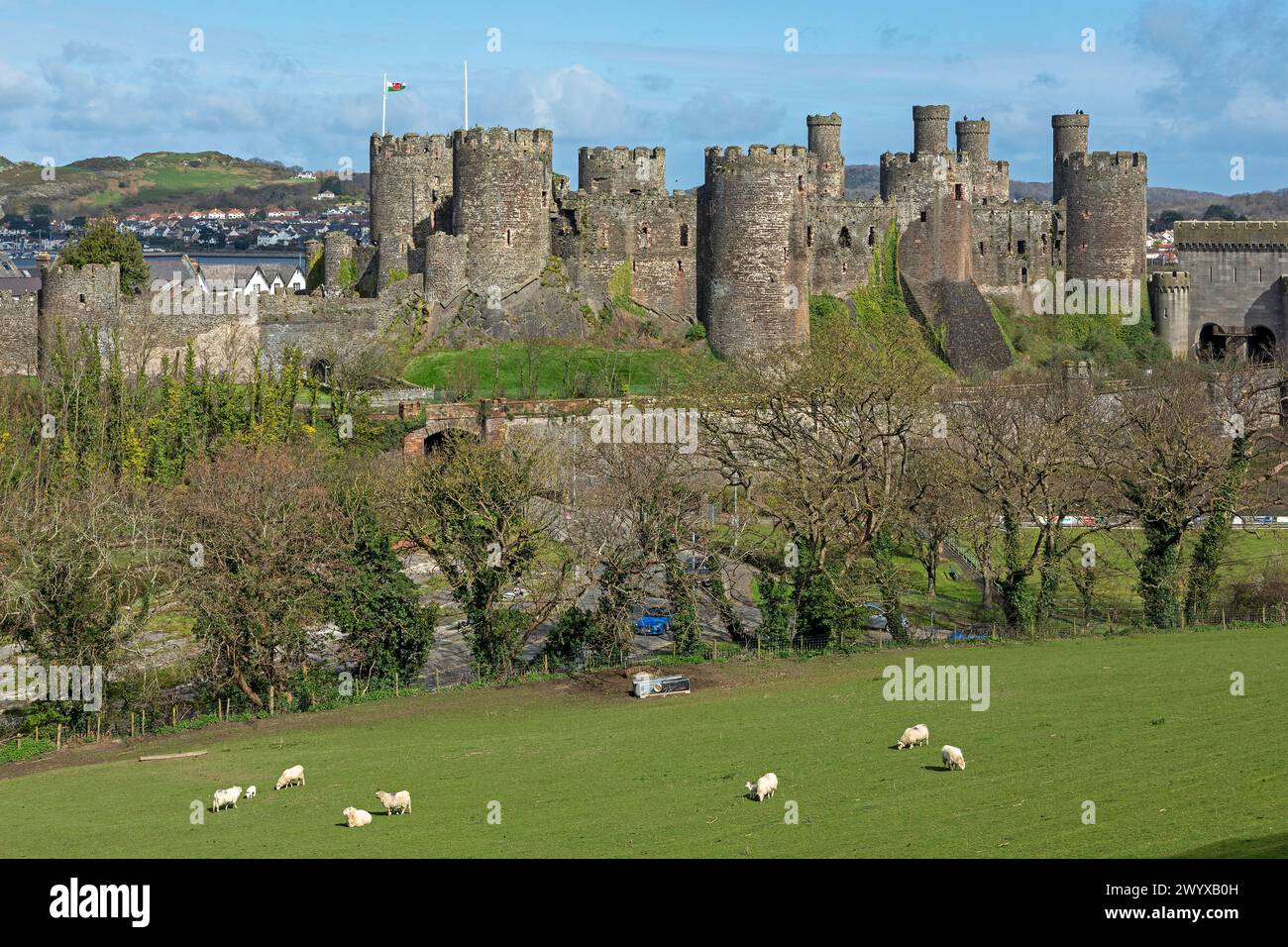 Mouton, château, Conwy, pays de Galles, Grande-Bretagne Banque D'Images