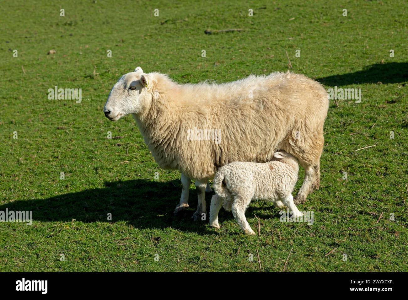 Mouton, agneau, tétée, Conwy, pays de Galles, grande-Bretagne Banque D'Images