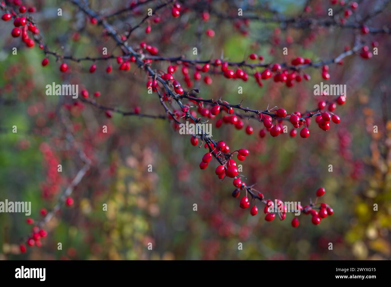 Branche d'épine-vinette avec des baies en automne. Berberis vulgaris, également connu sous le nom d'épine commune. Conception du couvercle. Fond d'écran. Banque D'Images