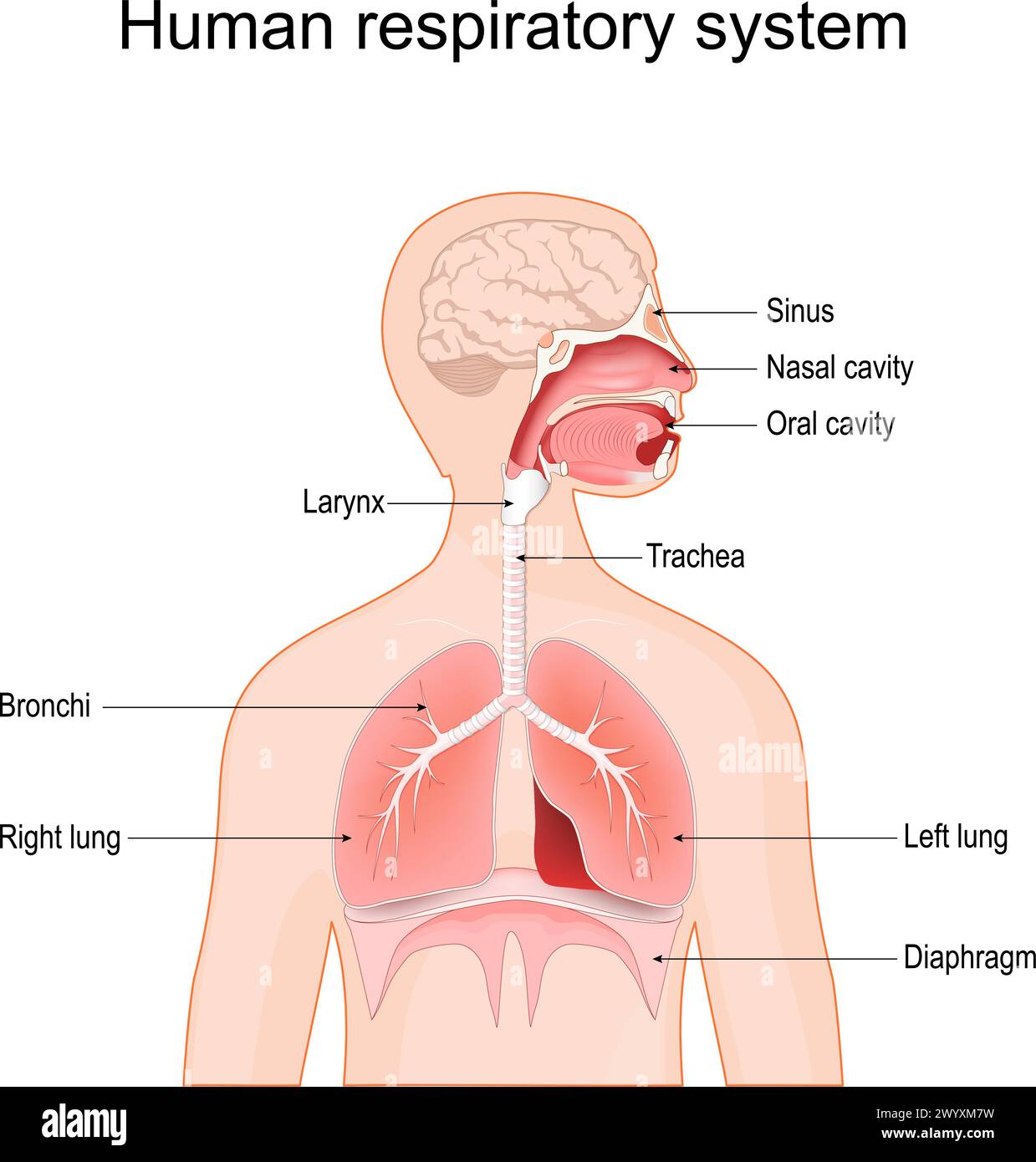 Système respiratoire humain. Bronches, sinus, diaphragme, poumons, larynx, cavité buccale, cavité nasale et trachée. illustration vectorielle isolée sur dos blanc Illustration de Vecteur