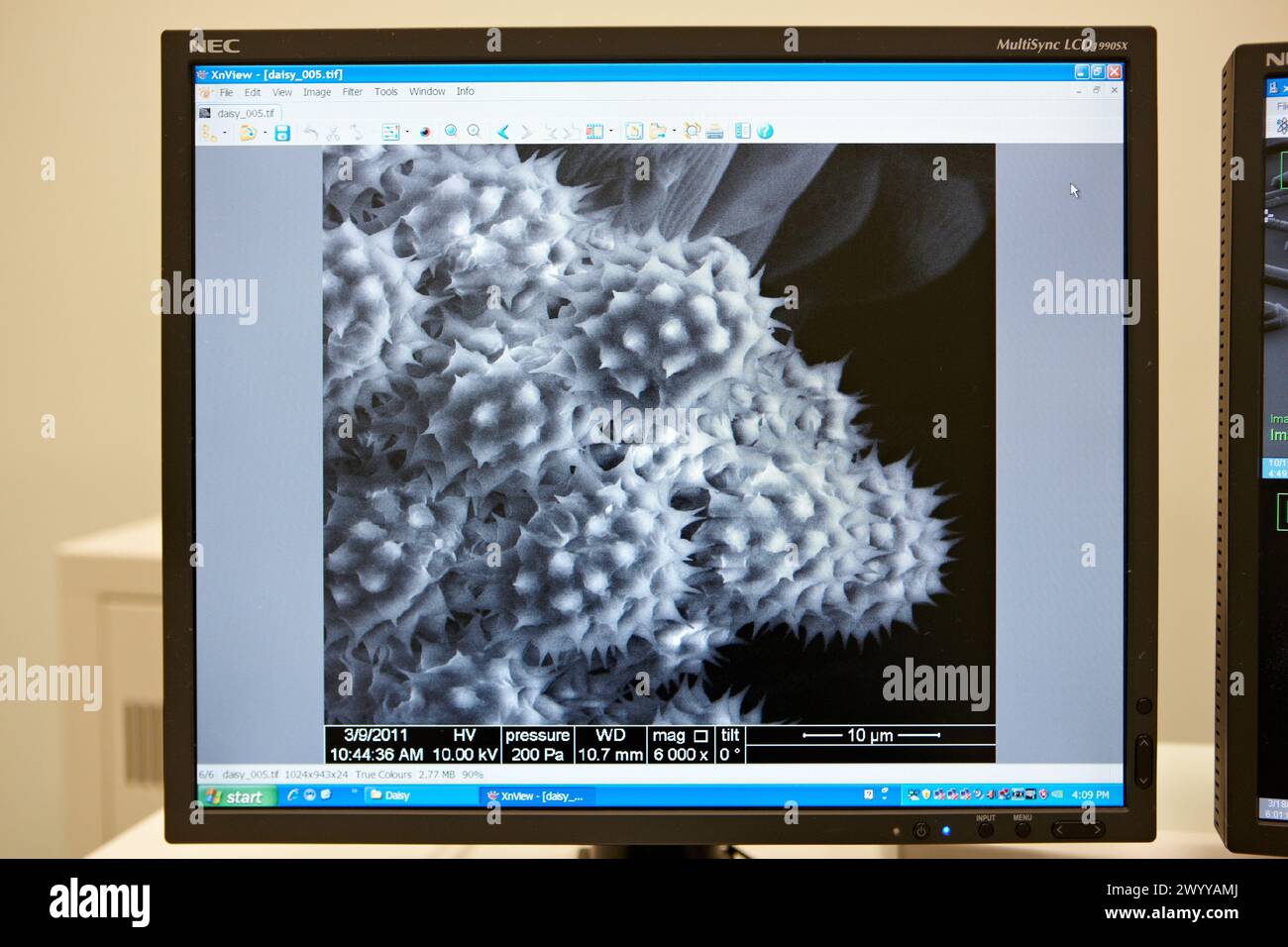 Polen images sur MEB, analyse des nanostructures et des nanodevices, laboratoire de microscopie électronique à balayage environnemental, ESEM, microscope Quanta TM 250 FEG, imagerie de surface haute résolution, étude des échantillons humides et diélectriques, phénomènes nanofluidiques, chimie de surface dans divers mélanges gazeux, CIC nanoGUNE, Centre de recherche coopérative en nanosciences, San Sebastian, Donostia, Gipuzkoa, Euskadi, Espagne. Banque D'Images