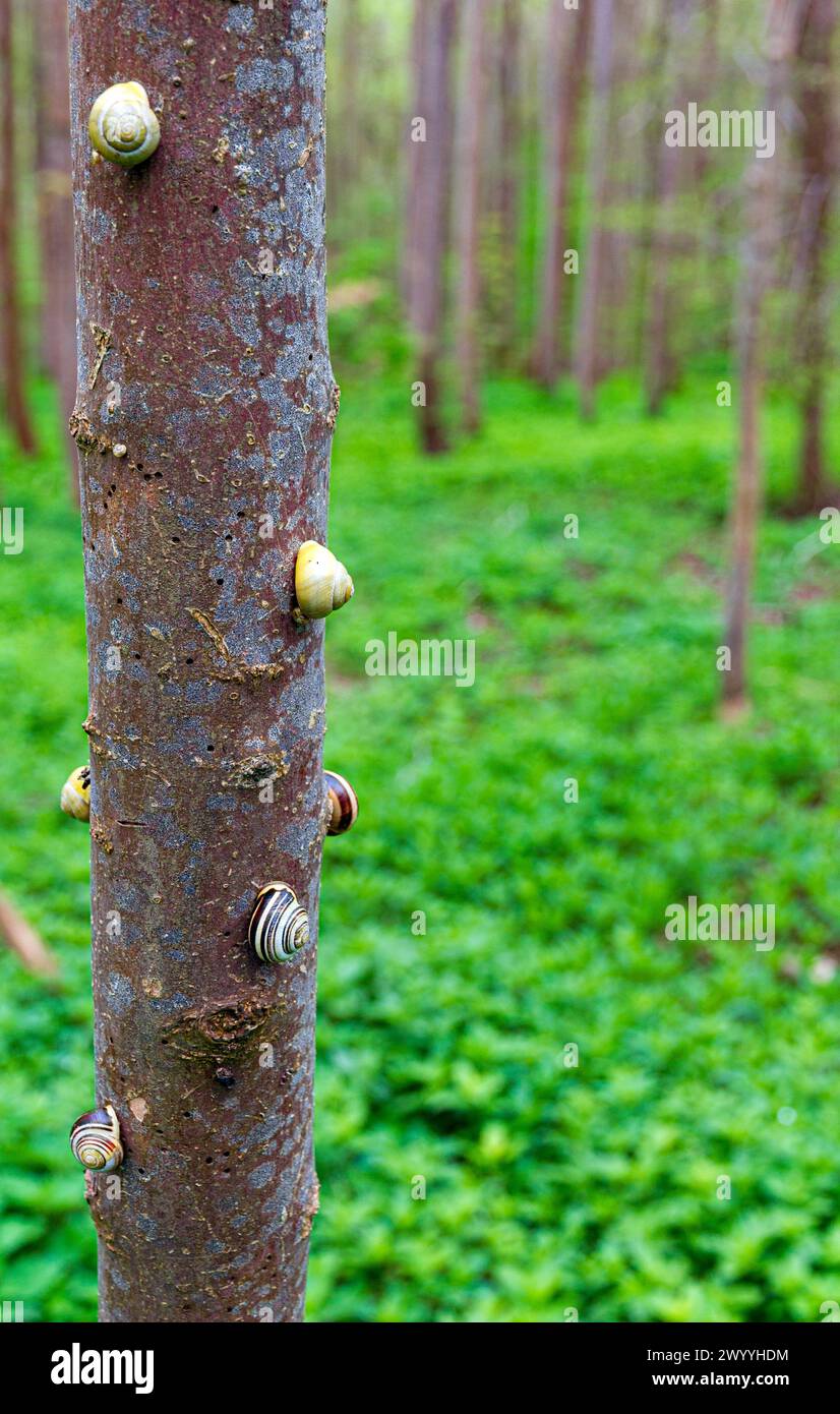 Escargots à lèvres brunes grimpant dans les arbres Cepaea nemoralis Cambridgeshire England Banque D'Images