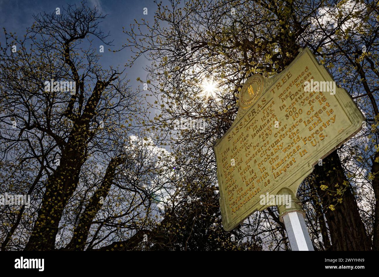 Owensboro, Kentucky, États-Unis. 08 avril 2024. La lune se déplace pour obscurcir le soleil pendant une éclipse solaire totale dans le ciel au-dessus du plus grand arbre Sassafras (Sassafras albidum) aux États-Unis et le plus grand arbre Sassafras connu dans le monde. Comme visible depuis Owensboro, le soleil était couvert à 99,89% par la lune lorsque l'éclipse a culminé à 14h04 HAC (GMT -5). (Crédit : Billy Suratt/Apex MediaWire via Alamy Live News) Banque D'Images