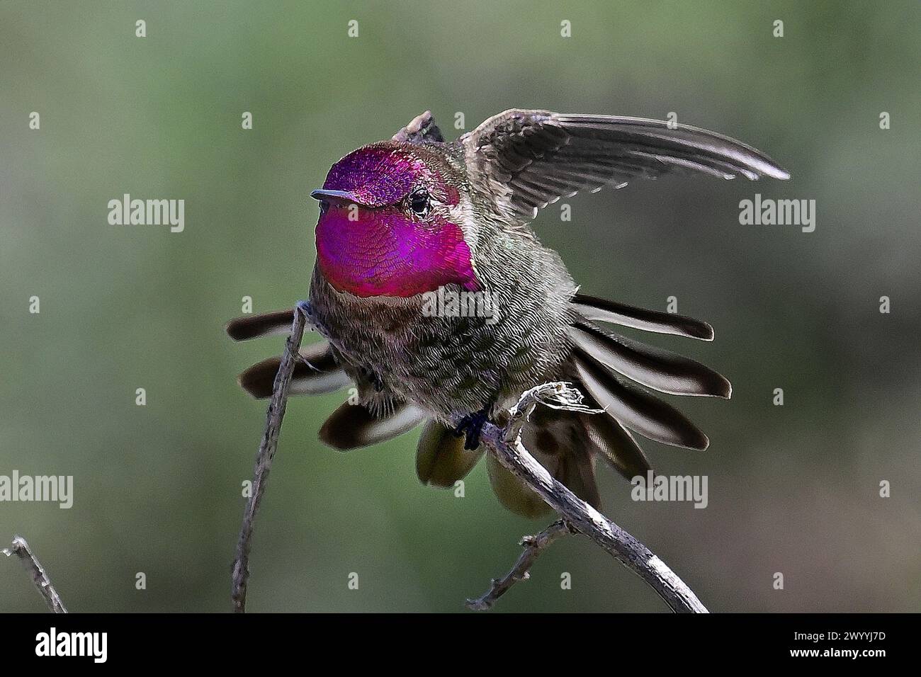 Pacific Grove, Californie, États-Unis. 8 avril 2024. Anna's Hummingbird (Calypte anna) Landing (crédit image : © Rory Merry/ZUMA Press Wire) USAGE ÉDITORIAL SEULEMENT! Non destiné à UN USAGE commercial ! Banque D'Images