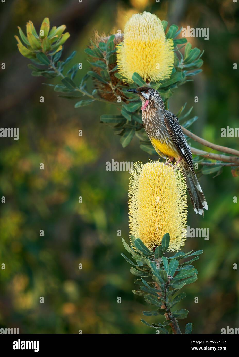 L'oiseau de Wattlebird rouge - Anthochaera carunculata est un oiseau passereau originaire du sud de l'Australie. Le mien avec des wattles rouges se nourrit de nectar de fleur de Ba Banque D'Images