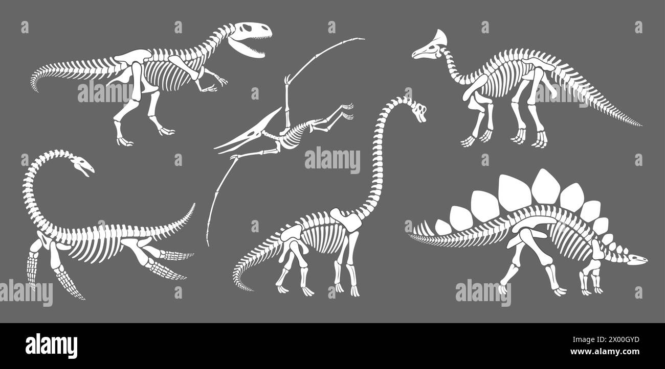 Fossile de squelette de dinosaure, silhouettes d'animaux de reptile de dinosaure. Vecteur brachiosaurus, stégosaurus, olorotitan, tyrannosaure ou trex, elasmosaurus et ptérodactyl blanc ancien contours de reptiliens anciens Illustration de Vecteur