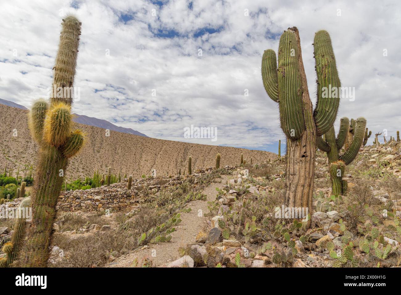 Sentier entre les collines de Tilcara à Jujuy, Argentine. Banque D'Images