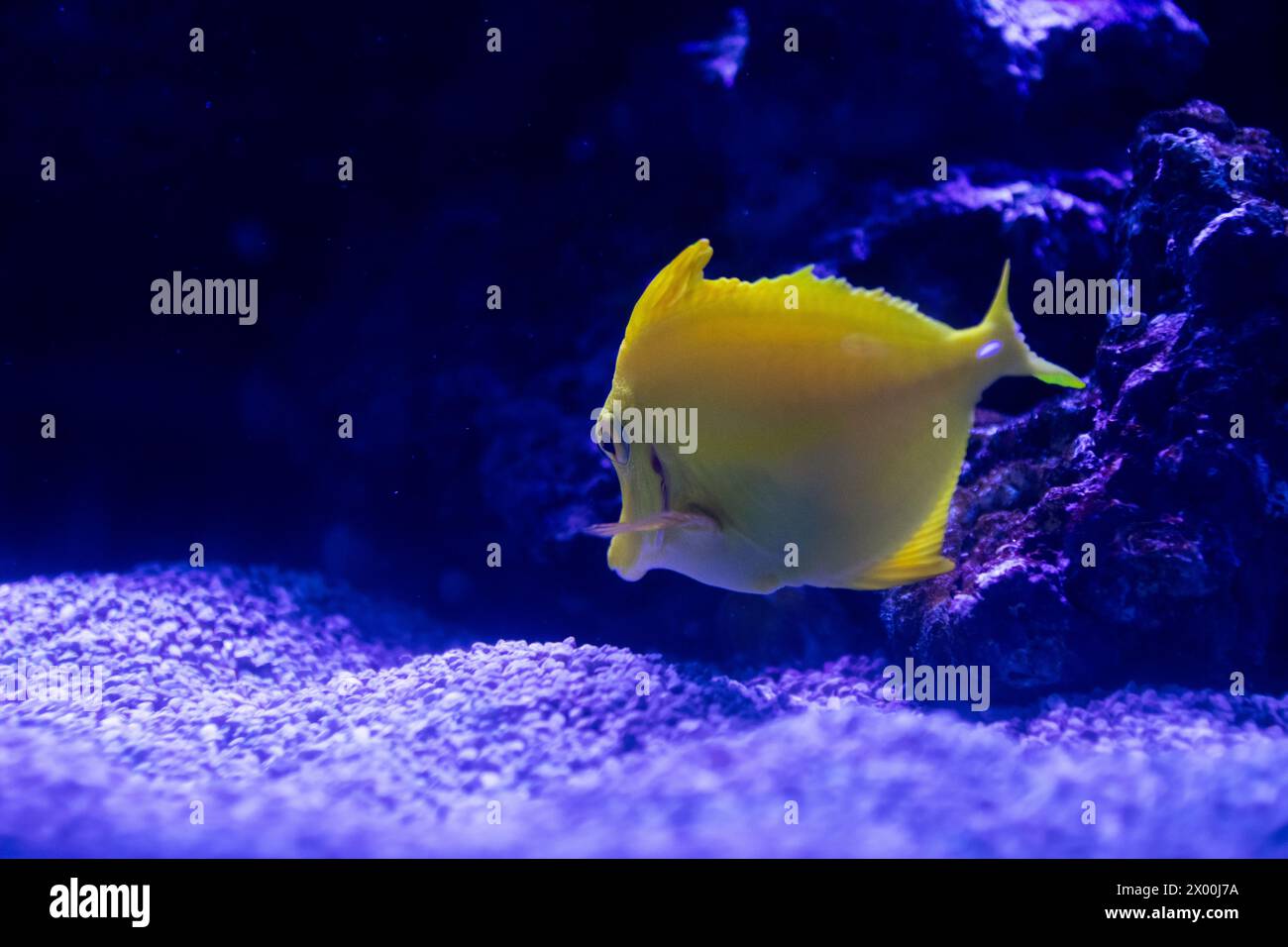 Jaune Tang sous l'eau, avec un fond bleu distinct. Image colorée Banque D'Images