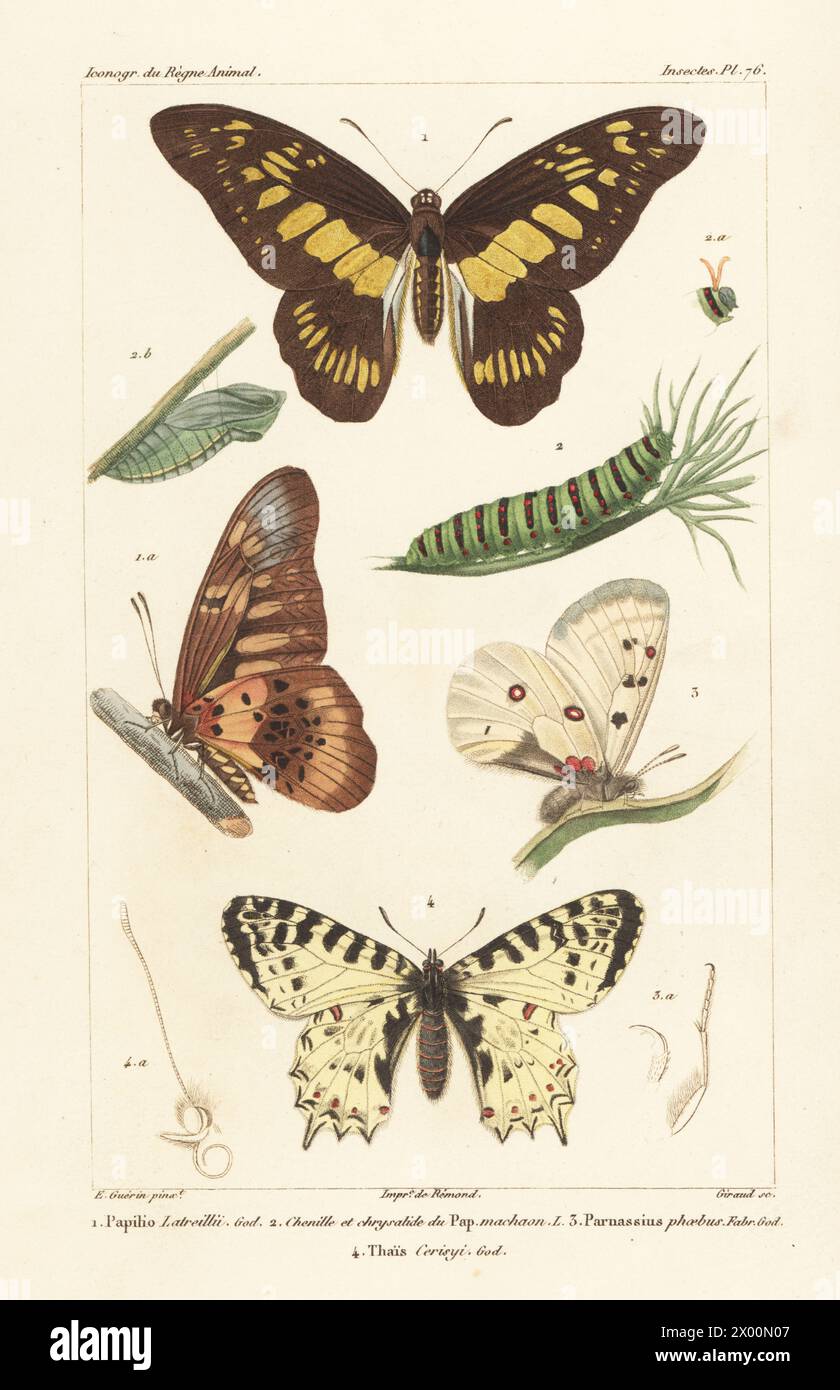 Moulin à vent rose, Byasa latreillei 1, Artemisia Swallowtail, Papilio machaon 2, Phoebus Apollo, Parnassis phoebus 3, et feston oriental, Zerynthia cerisy 4. Gravure sur cuivre à pointillés de couleur main par Eugène Giraud d’après une illustration de Felix-Edouard Guérin-Méneville tirée de Guérin-Méneville de l’iconographie du règne animal de George Cuvier, iconographie du Royaume animal de George Cuvier, J. B. Baillière, Paris, 1829-1844. Banque D'Images