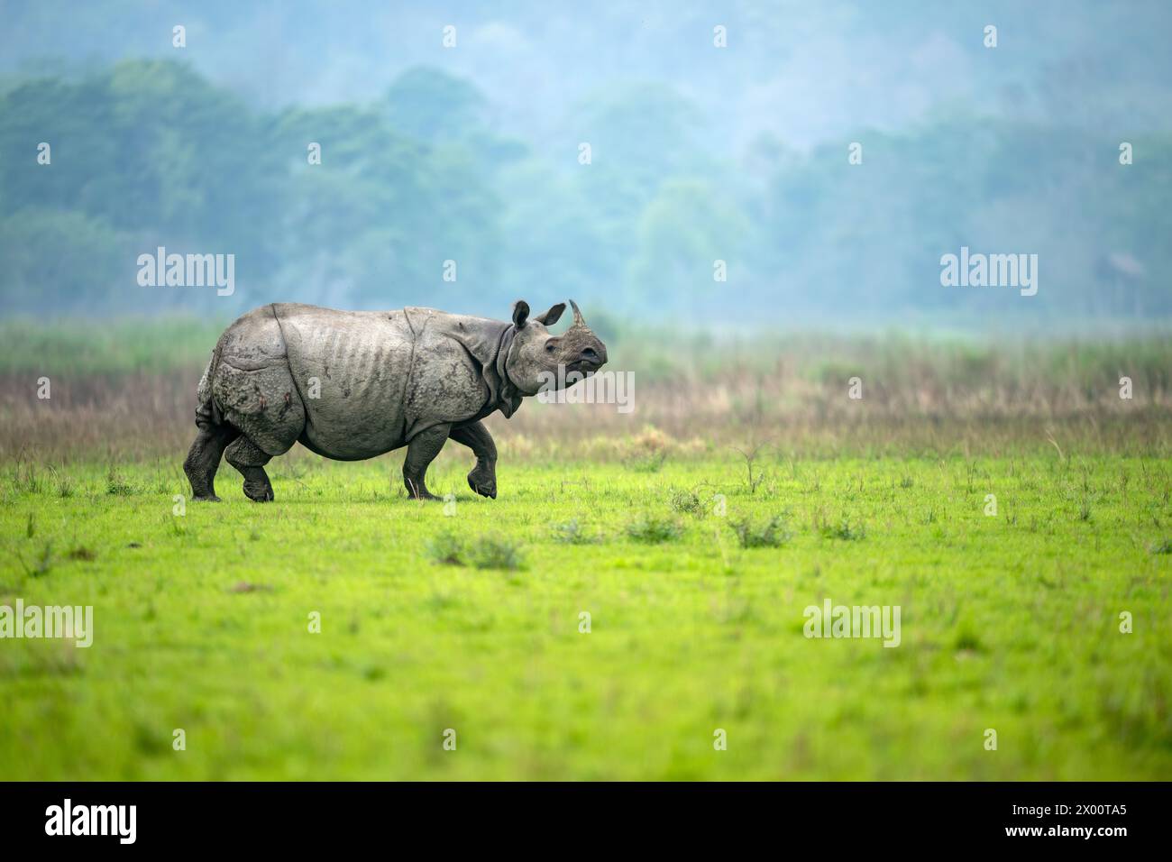Un grand rhinocéros mâle à une corne marche de manière alerte dans un pré de la chaîne de Burapahar du parc national de Kaziranga, Assam, Inde Banque D'Images