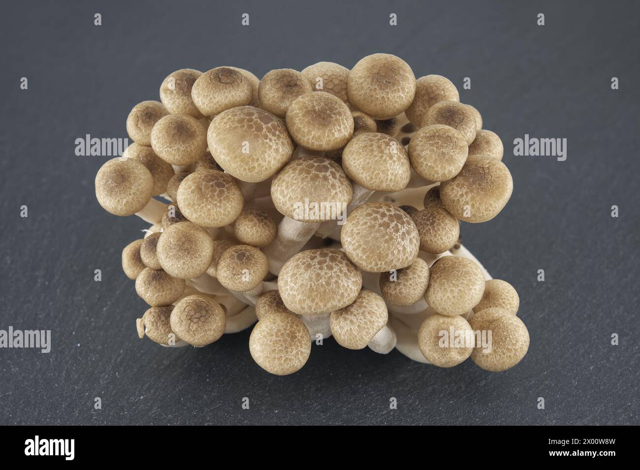 Groupe de champignons Shimeji disposés sur plaque de pierre noire, champignons de hêtre (Hypsizygus tessellatus) Banque D'Images