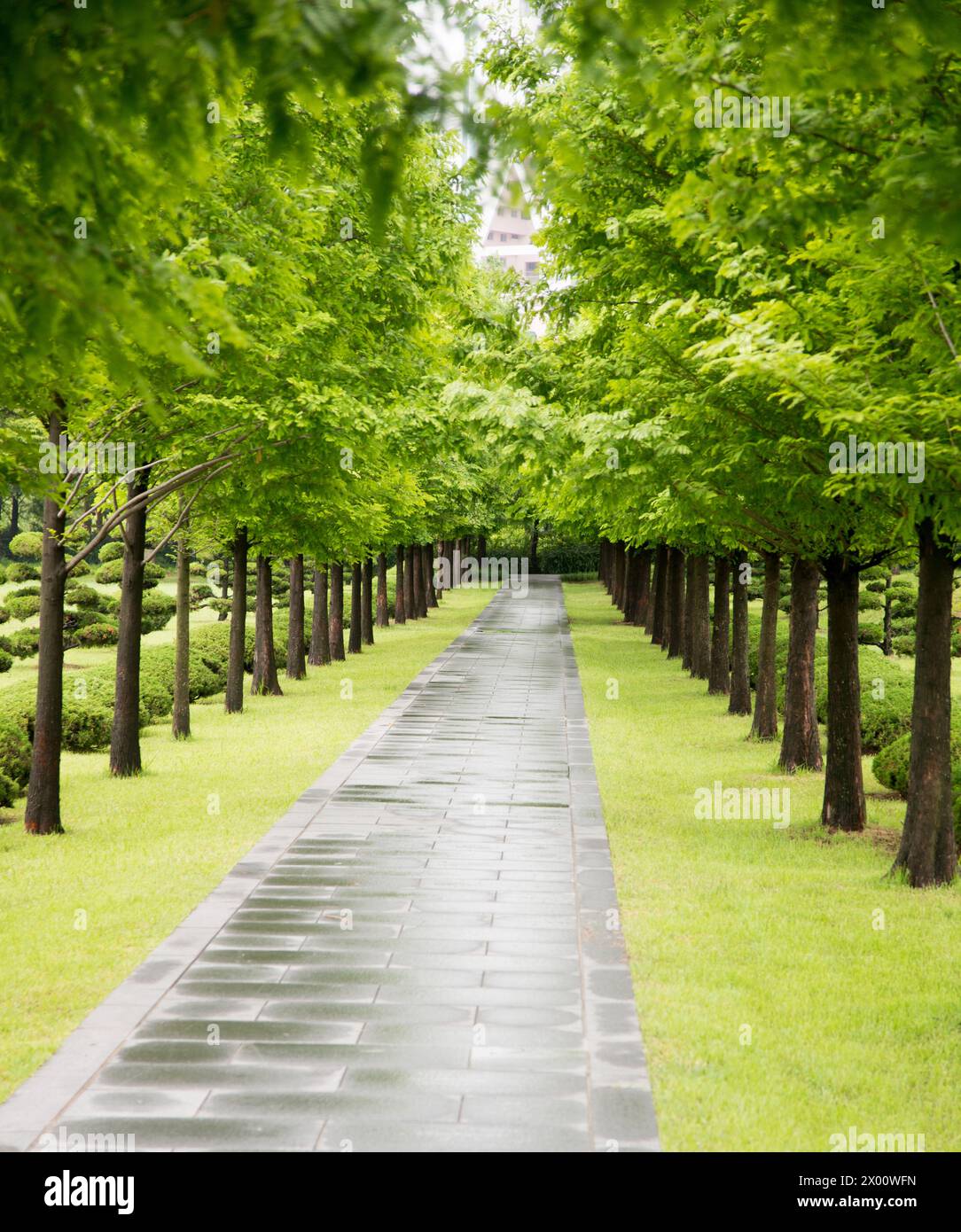 Paysage naturel magnifique dans le Parc est riche en plantes vertes. Banque D'Images