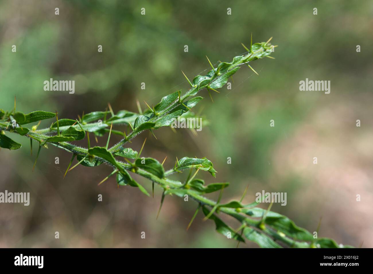 C'est Kangaroo Thorn ou Hedge Wattle (Acacia Paradoxa), qui a de grosses épines visibles quand il n'est pas en fleur. Vraiment à la hauteur de son nom. Banque D'Images