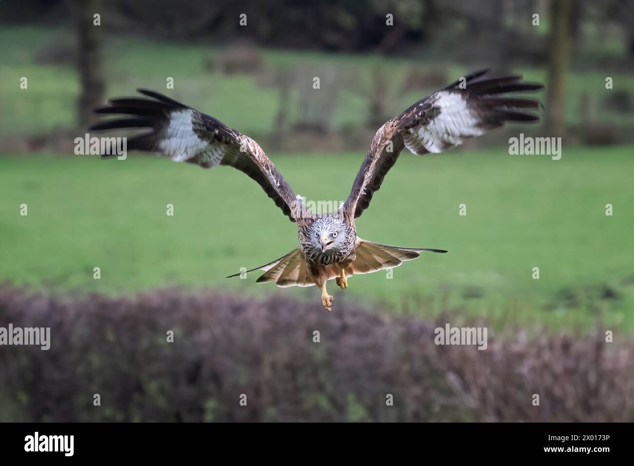 Un cerf-volant rouge est capturé en vol vers la caméra. Il vole bas avec ses ailes déployées vers le haut. Une couverture et des champs sont en arrière-plan Banque D'Images