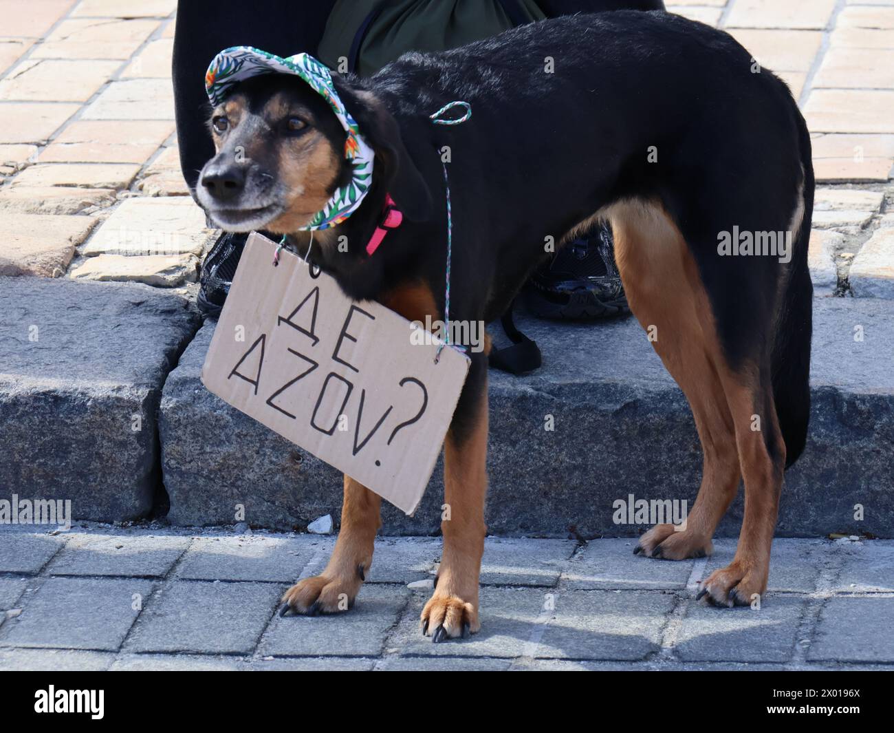 Non exclusif : KIEV, UKRAINE - 7 AVRIL 2024 - Un chien arbore une pancarte demandant où se trouve l'Azov pendant le rassemblement Free Azov en soutien à Azovstal Banque D'Images