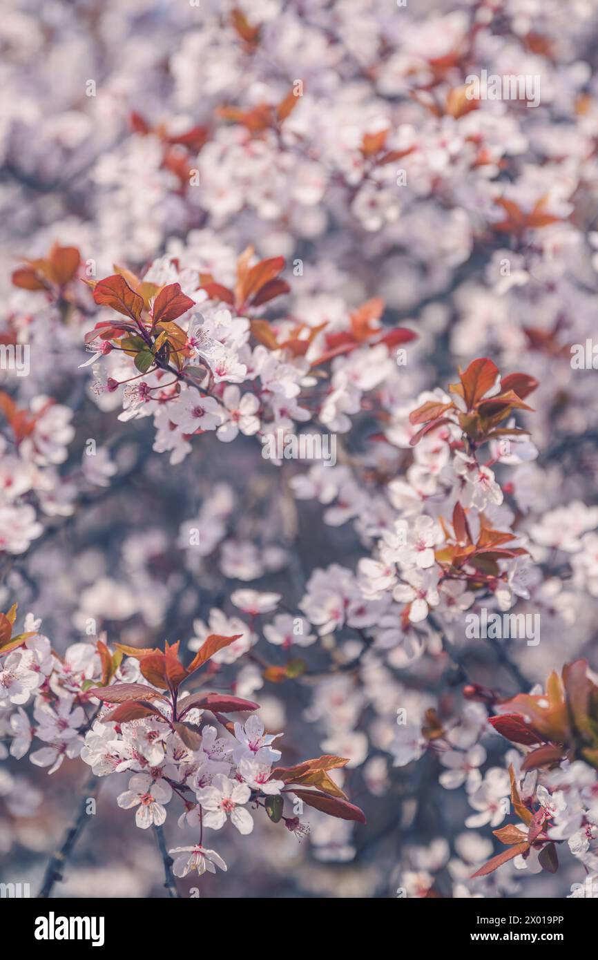 Cerise prune cime d'arbre en fleur, gros plan avec mise au point sélective Banque D'Images