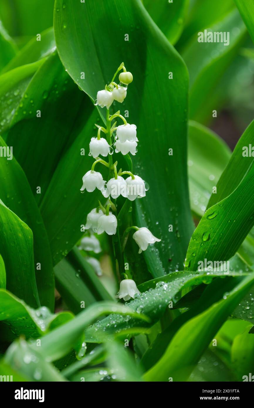 Convallaria majalis, lis de la vallée, racème de fleurs blanches en forme de cloche Banque D'Images