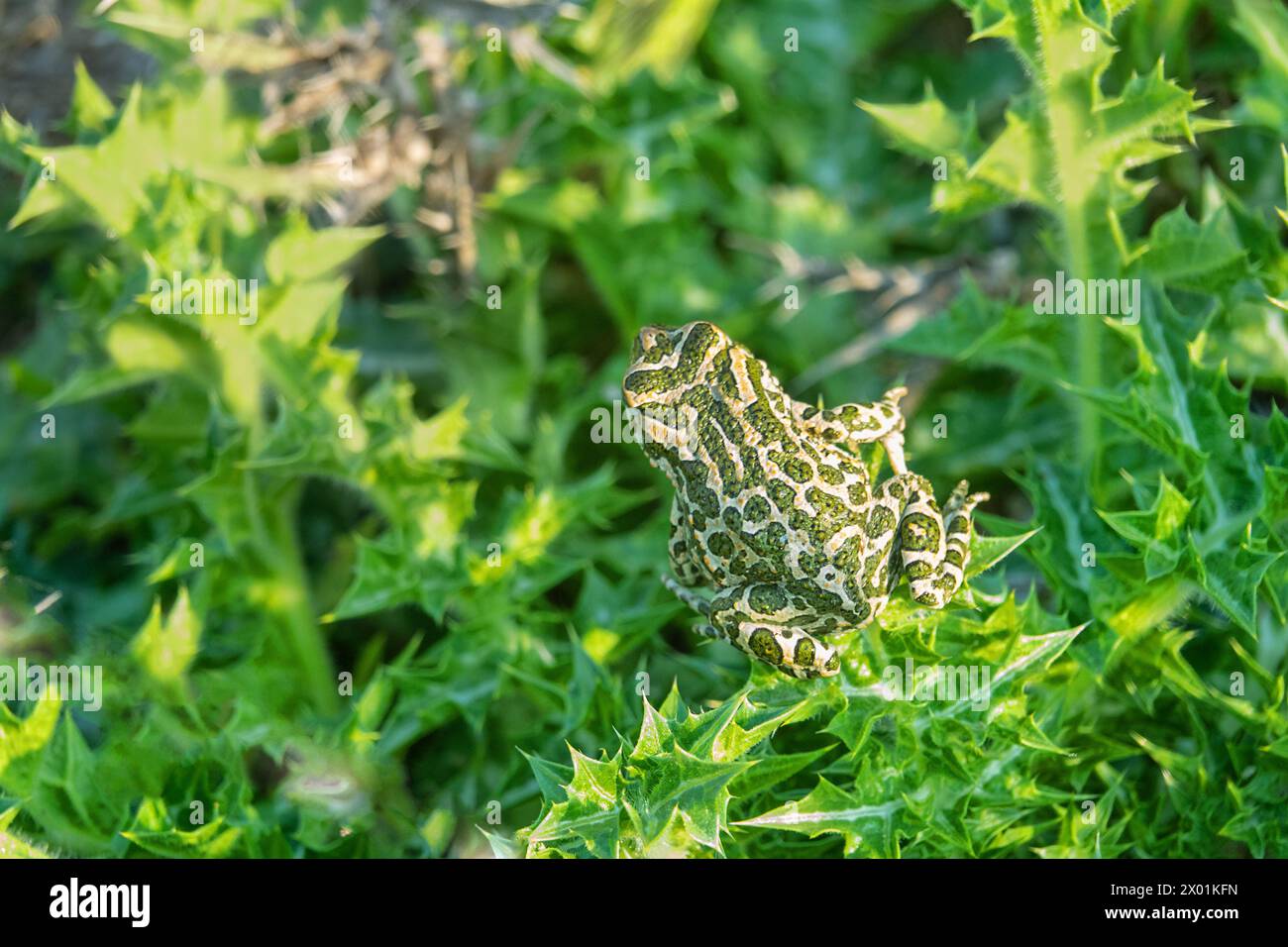 Le crapaud variable (Bufo viridis) chasse les petits insectes dans les dunes des steppes. Arabatskaya strelka. Mer d'Azov Banque D'Images
