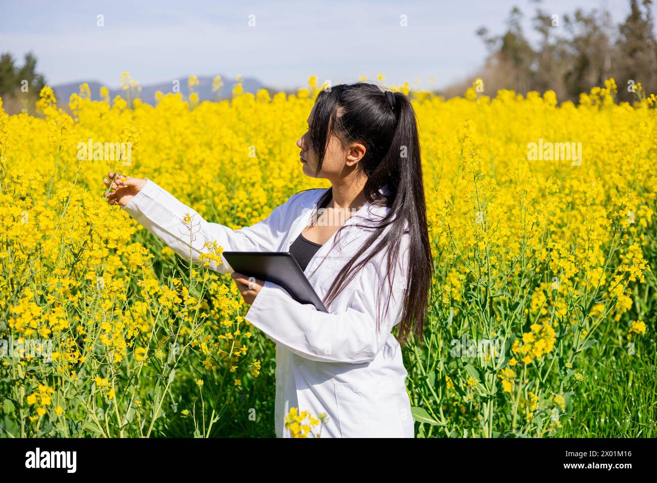 Agro-technicien féminin travaillant dans un Brassica napus fleuri pour lutter contre les ravageurs et les maladies des cultures Banque D'Images