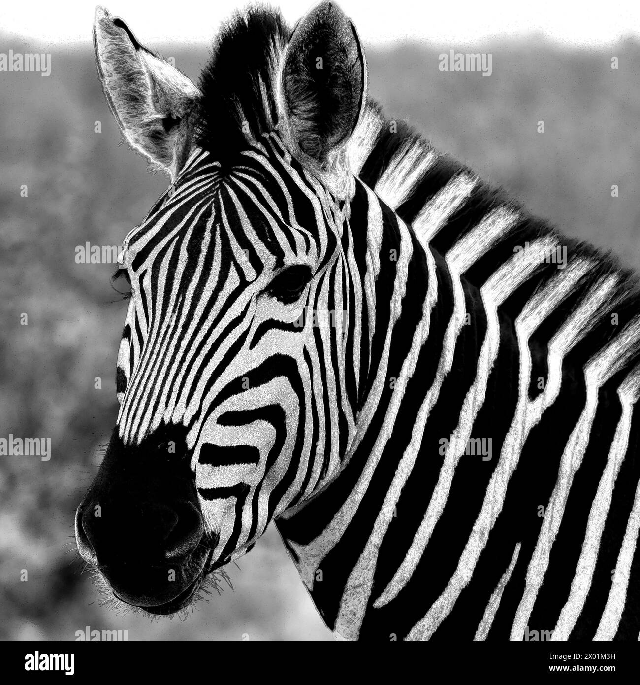 Zèbre solitaire dans le parc national Kruger, Afrique du Sud Banque D'Images