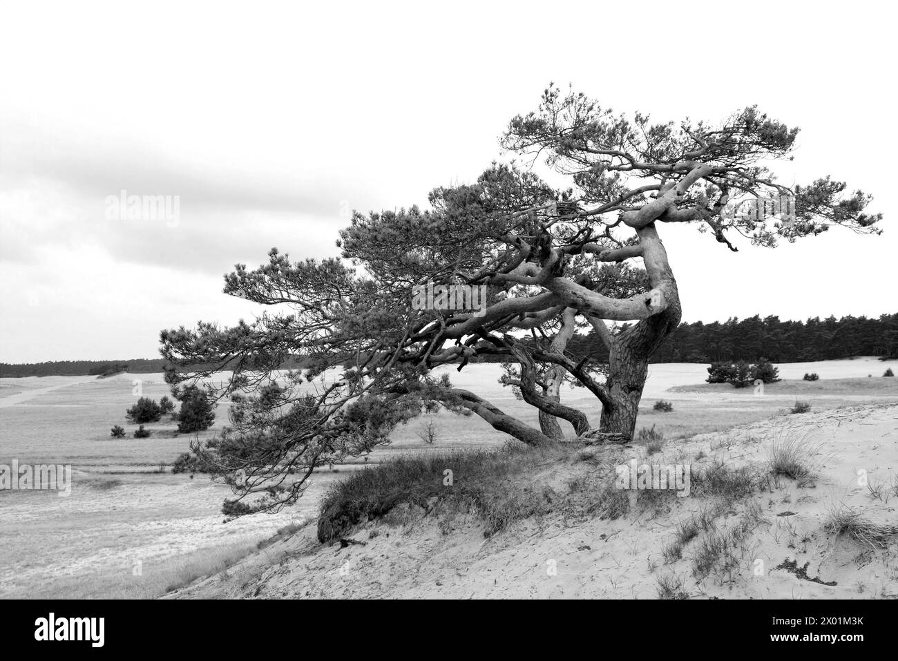 PIN solitaire (Pinus sylvestris) à Beekhuizerzand, pays-Bas Banque D'Images