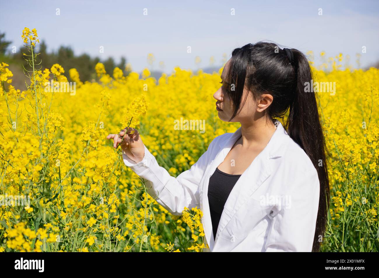 Agro-technicien féminin travaillant dans un Brassica napus fleuri pour lutter contre les ravageurs et les maladies des cultures Banque D'Images