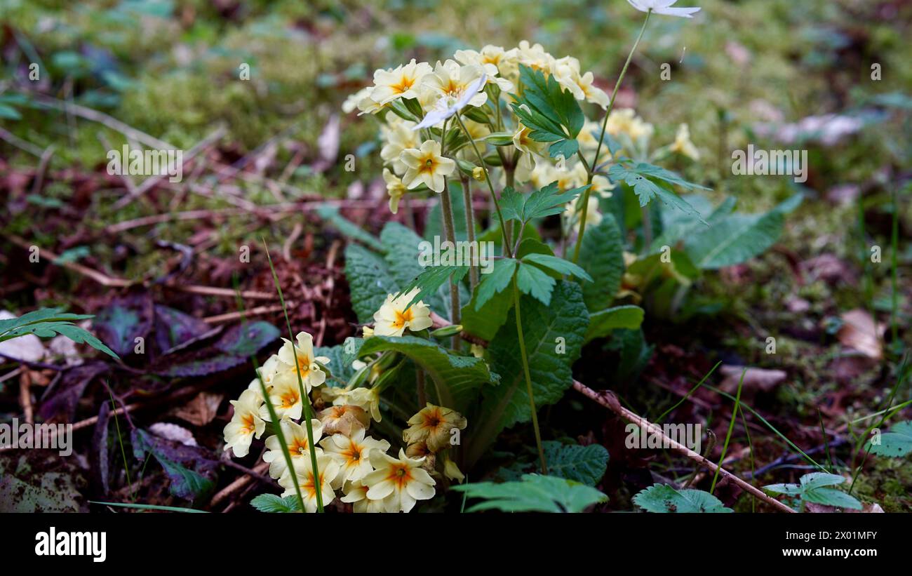 Une prime jaune s'est élevée au printemps dans le jardin. Banque D'Images