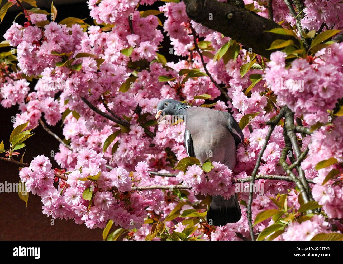 Berlin, Allemagne. 09th Apr, 2024. Un pigeon est assis dans les branches d'une cerise décorative japonaise à Onkel-Bräsig-Straße dans le quartier de Neukölln en Bretagne. C'est Prunus serrulata 'Kanzan', qui signifie cerisier girofle. Crédit : Jens Kalaene/dpa/Alamy Live News Banque D'Images