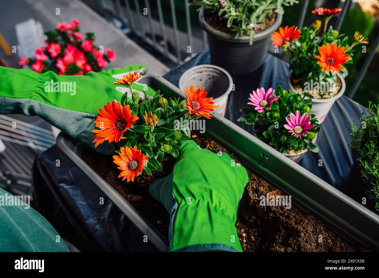 Planter des fleurs de marguerites d'ostéospermum Banque D'Images