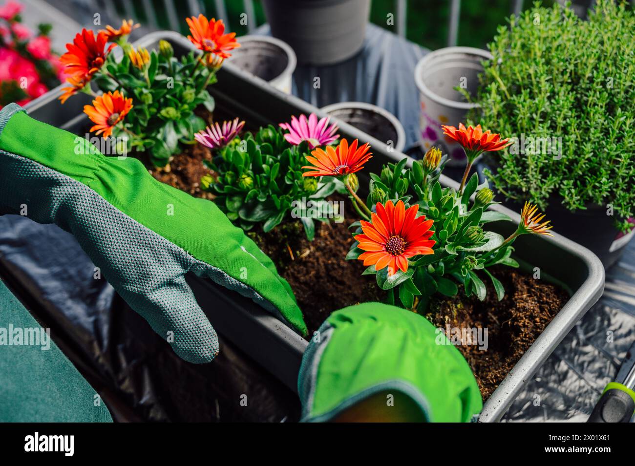 Planter des fleurs de marguerites d'ostéospermum Banque D'Images