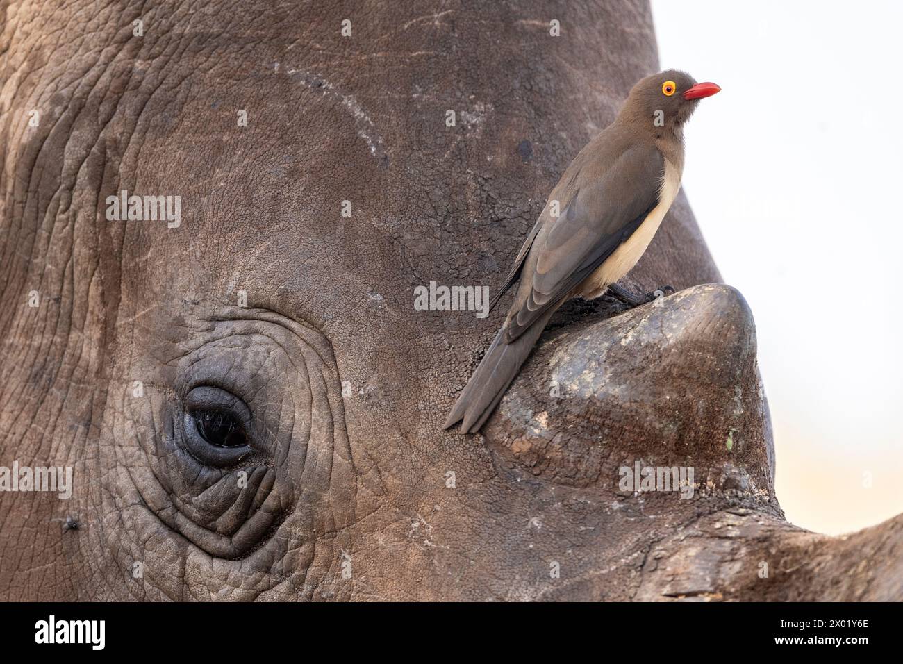 Pics à bec rouge (Buphagus erythrorynchus) sur rhinocéros blanc (Ceratotherium simum), réserve gibière de Zimanga, Afrique du Sud Banque D'Images