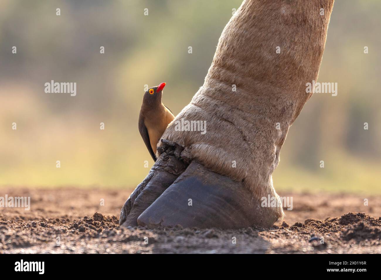 Pics à bec rouge (Buphagus erythrorynchus) sur sabot de girafe (Giraffa camelopardalis), réserve de gibier de Zimanga, Afrique du Sud Banque D'Images