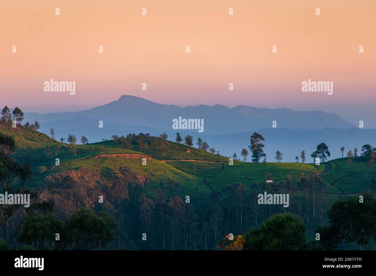 Belle aube sur des collines avec des plantations de thé près de Haputale au Sri Lanka. Banque D'Images